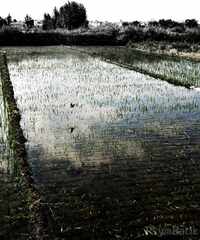 psymbatik_DaliRicefield