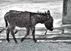psymbatik_Donkey