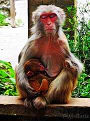 psymbatik_MonkeyMother