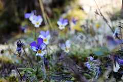 Orvokkki-gugga-PsymBatik