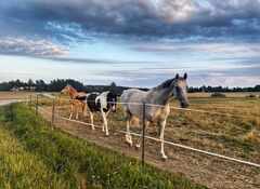 PsymBatik-Cycle-hevoset