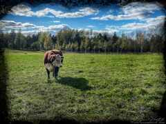 PsymBatik-LEHMA_1280w