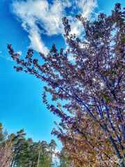 PsymBatik-suomi-espoo-kirsikkapuu_1280w