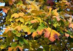 Ruskalehdet-syksy2022-psymbatik