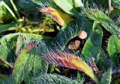 Sieni-karvalehdet-psymBatik-syksy2022