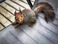 ruovesi-island-ORAVA-psymbatik