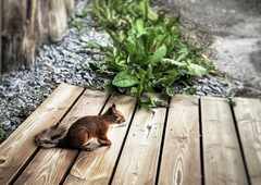 ruovesi-island-ORAVA_terassilla-psymbatik