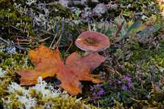 sieni-asetelma-PsymBatik