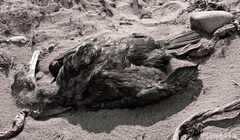 Psymbatik_Iceland_KuollutMerimetso