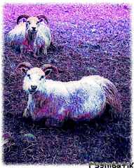 Psymbatik_Iceland_LampaatDraw