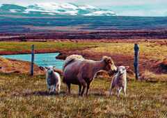 Psymbatik_Iceland_Lampaat_PsymBatik