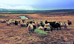 Psymbatik_Iceland_Lampaat