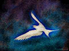 Psymbatik_Iceland_Tiira2_symBatik