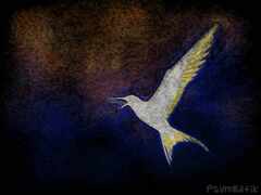 Psymbatik_Iceland_Tiira3_PsymBatik