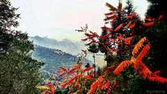 PsymBatik_India_Manali_AutumnColors