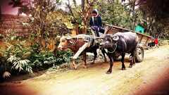 PsymBatik_Nepal_OXdrive