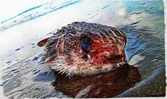 psymbatik_BatukarasDeadFish