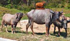 psymbatik_WaterBuffalo1