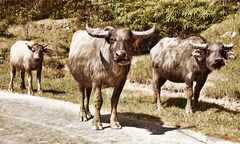 psymbatik_WaterBuffalo2