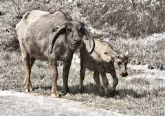 psymbatik_WaterBuffalo3