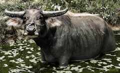 psymbatik_WaterBuffalo4