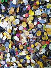 psymbatik_3_SyksynLehdet