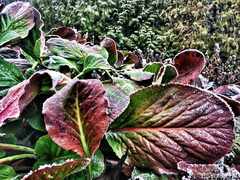 psymbatik_3_SyksynLehti