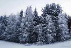 psymbatik_salla_Puut