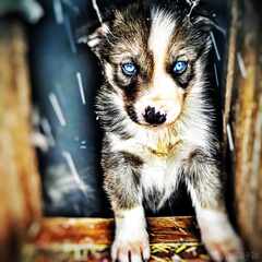 psymbatik_salla_pentu