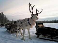 psymbatik_salla_poro