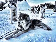 psymbatik_salla_vekuliVesselit