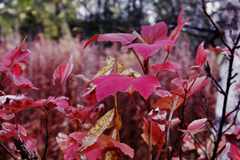 PsymBatik_RuskaPuska