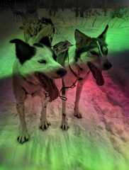 AuroraDogs