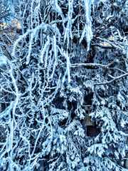 TakaPihanMaisema-Linnunpontto