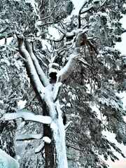 TakaPihanMaisema-Manty-linnunpontto