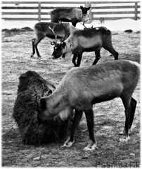 psymbatik_Inari_Porot