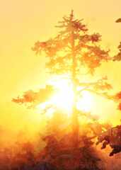 psymbatik_Saariselka_AurinkoTree