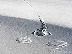 psymbatik_akaskero_RiekkoAirlines