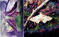 Psymbatik_Malaysia_Perhoset