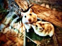 Hamsterit-color-block