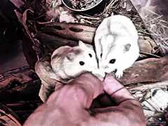 Hamsterit_Ruokinta_PsymBatik