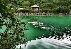 Lake-Gooses_swim