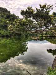 jungleLake