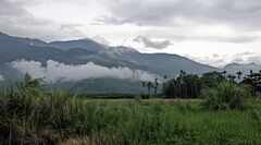 PsymBatik_Fenglin_Ricefield