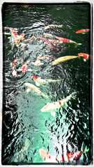 PsymBatik_TaichungFish