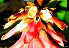 PsymBatik_Thailand_Flower_creature