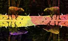 PsymBatik_Thailand_WaterBuffalo_RainbowLake