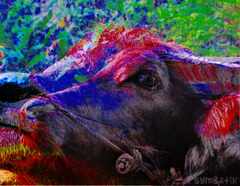 PsymBatik_Thailand_WaterBuffalo