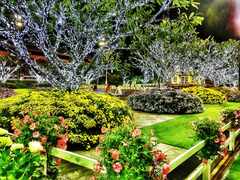 psymbatik_ChiangRai_Puisto