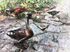 psymbatik_Lanta_Ankka